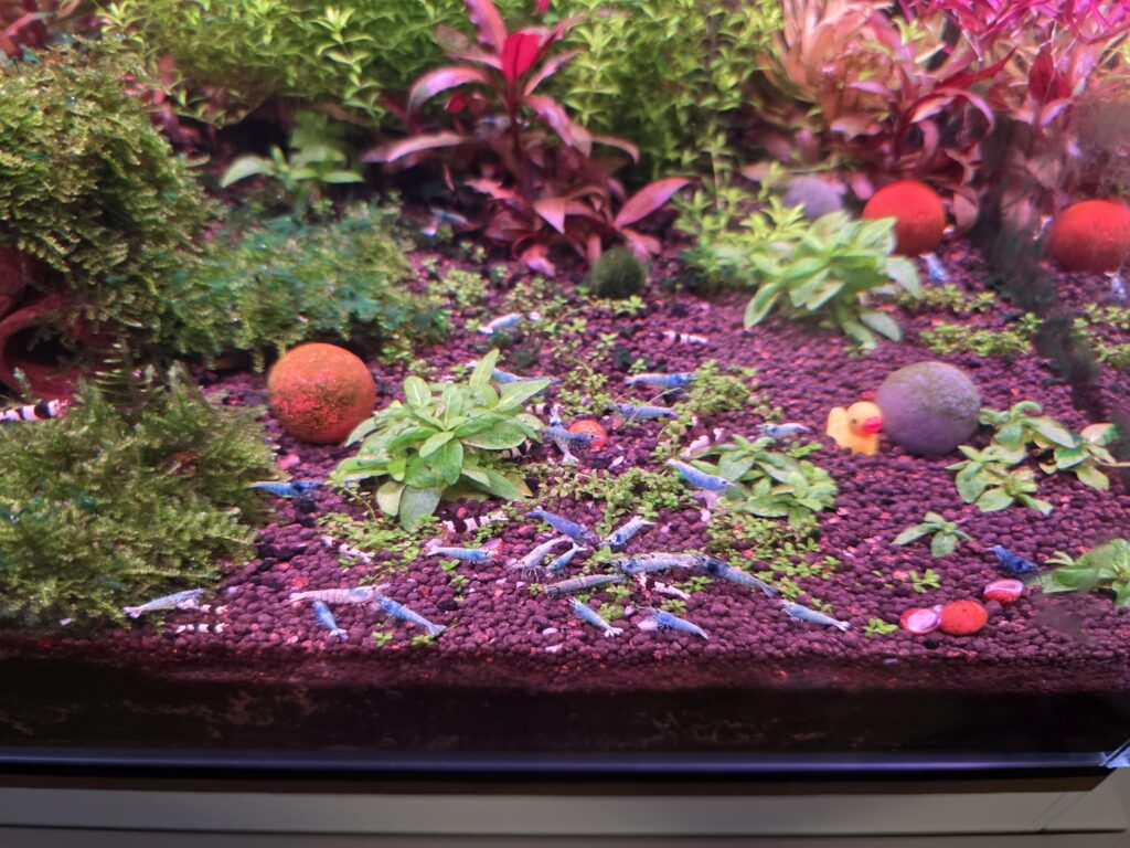 Aquarium gallery photo